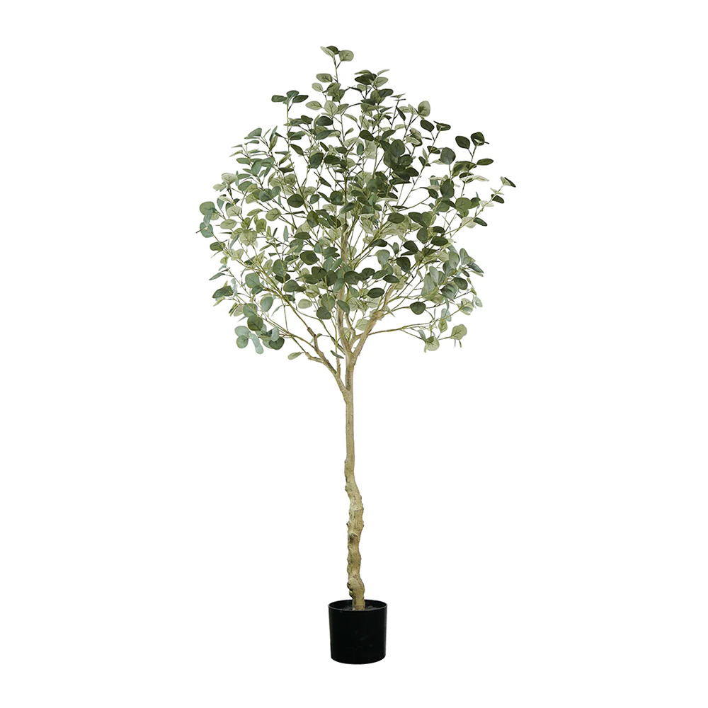 Árbol de Eucalipto A210