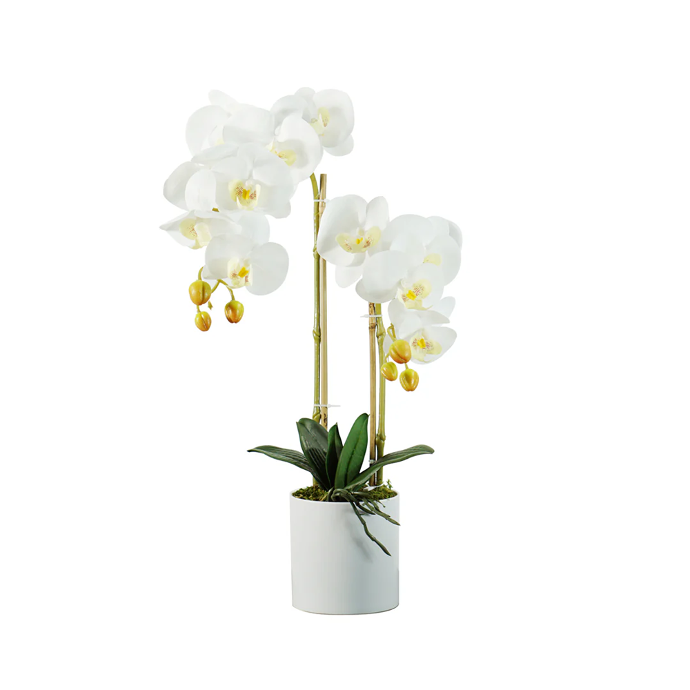 Orquídea A46