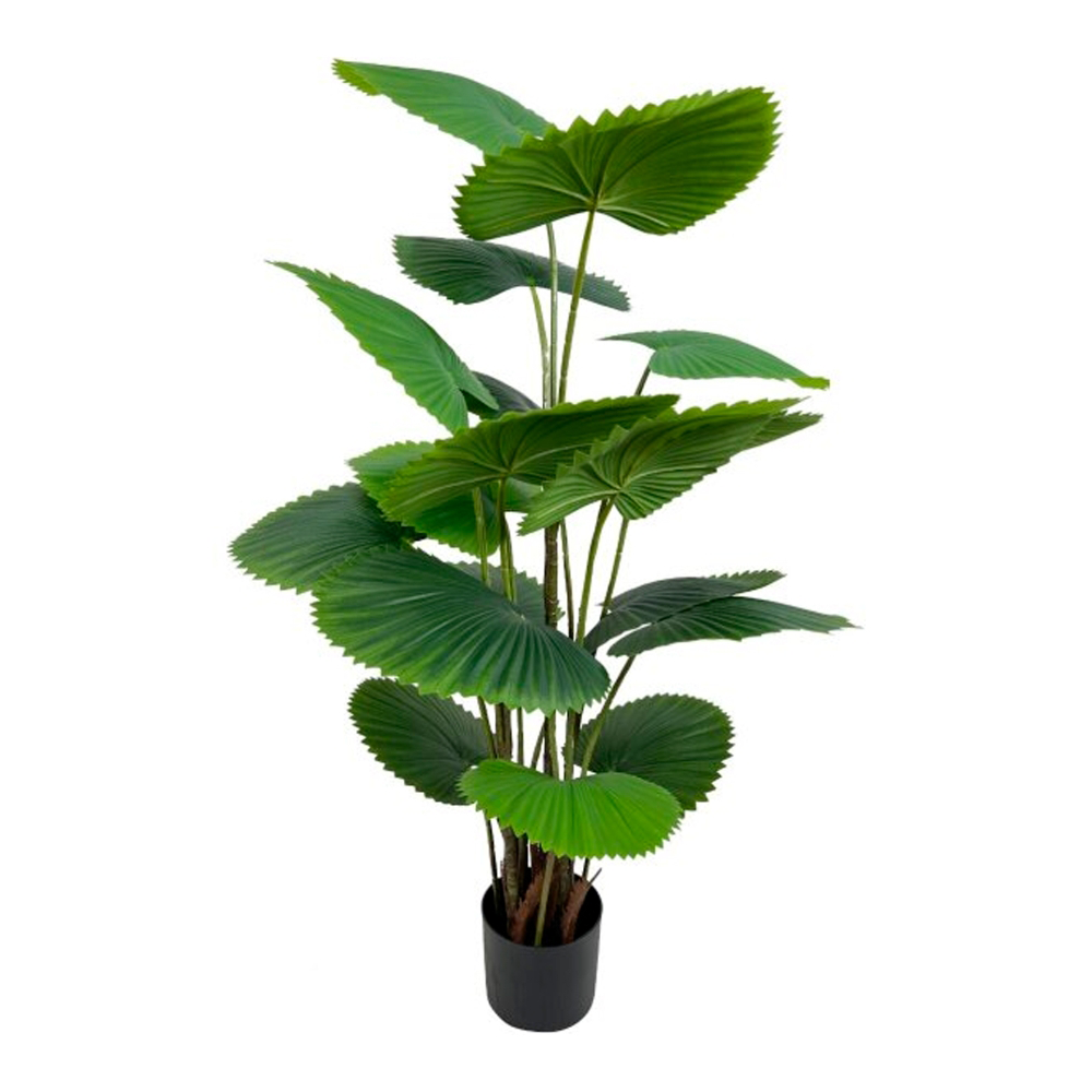 Planta Decorativa Licuala