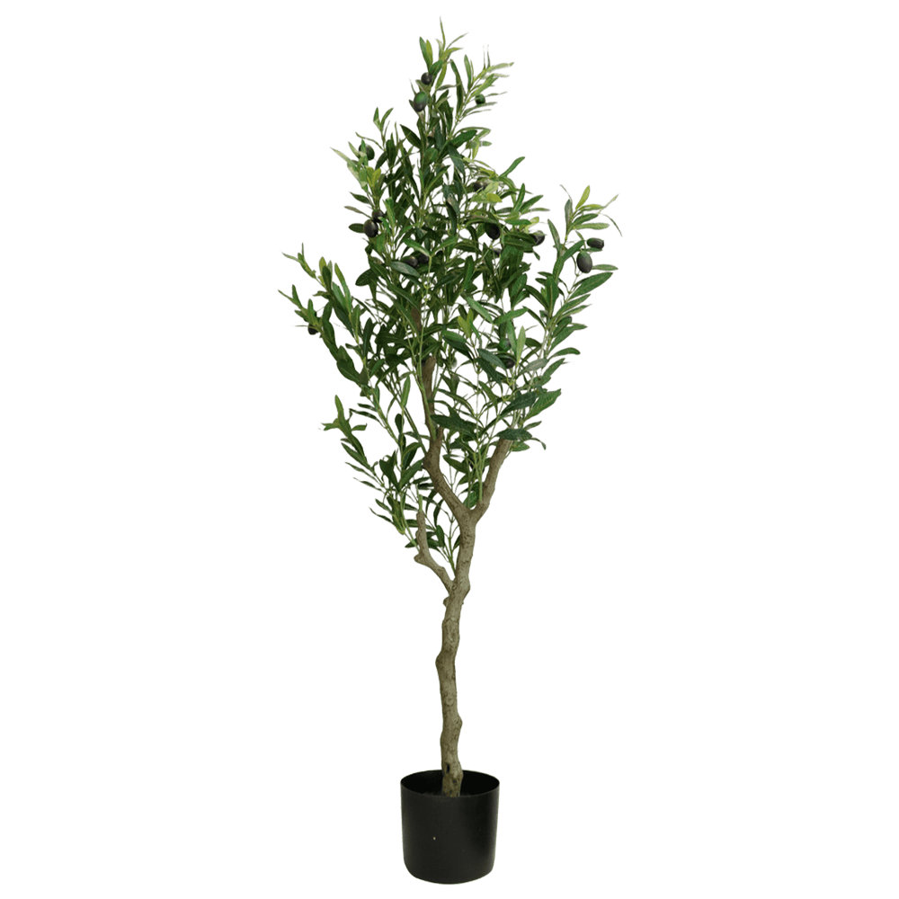 Planta Decorativa Eren