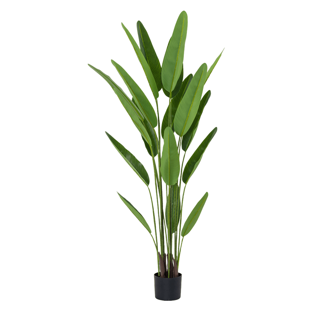 Planta Strelitzia
