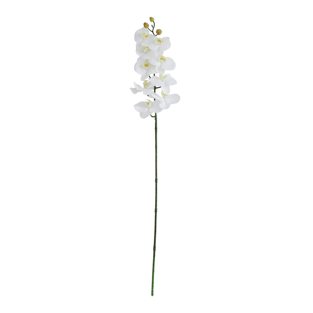 Ramillete de Orquídeas