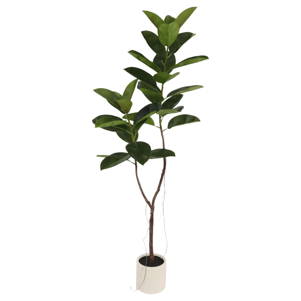 Árbol Caucho Doble
