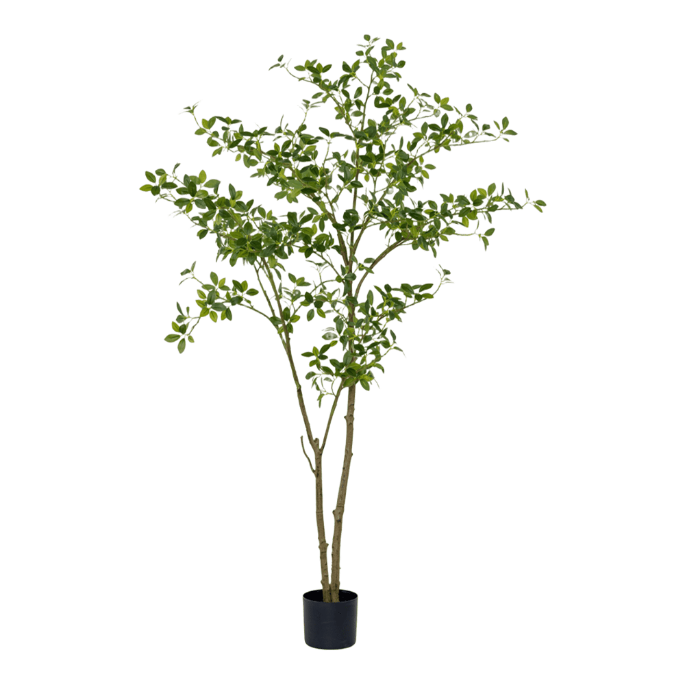 Árbol Cheflera GDE