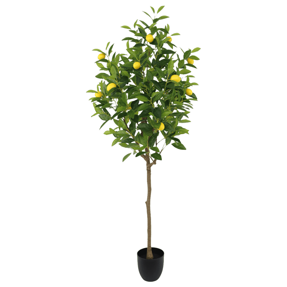 Árbol de Limón