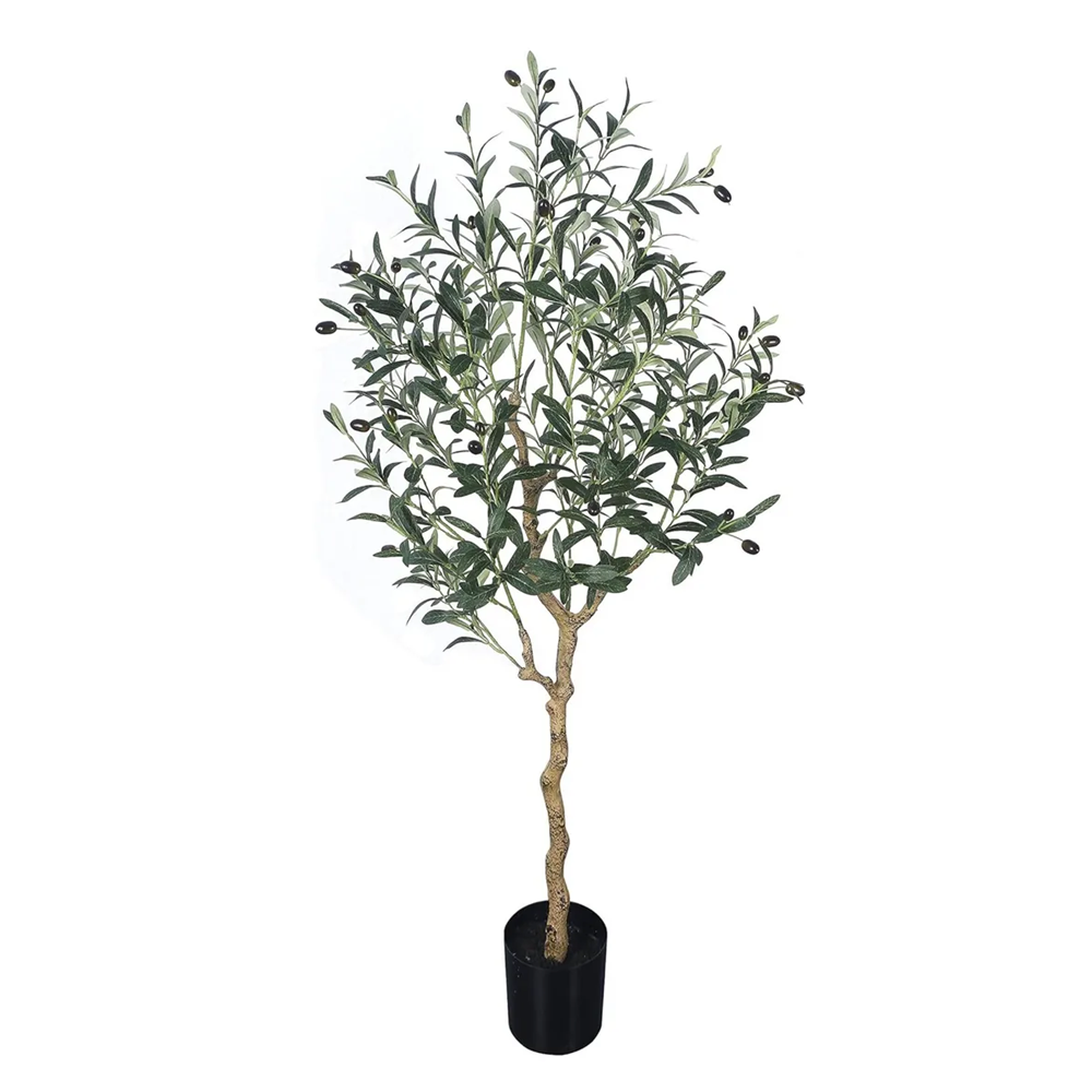 Árbol de Olivo A120