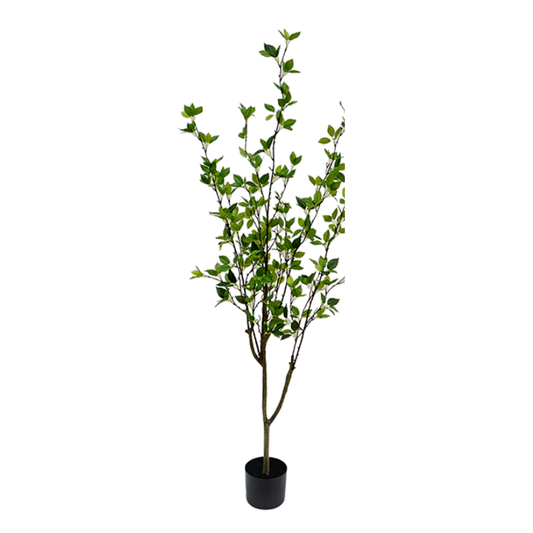 Árbol Toona