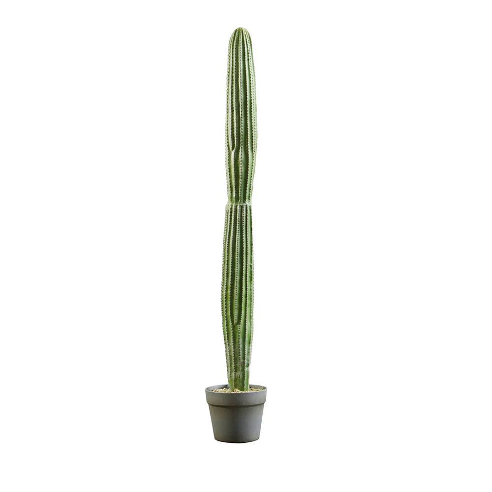 Cactus en Maceta A103