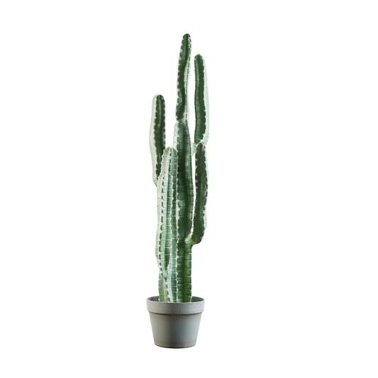 Cactus Pentagono en Maceta A95