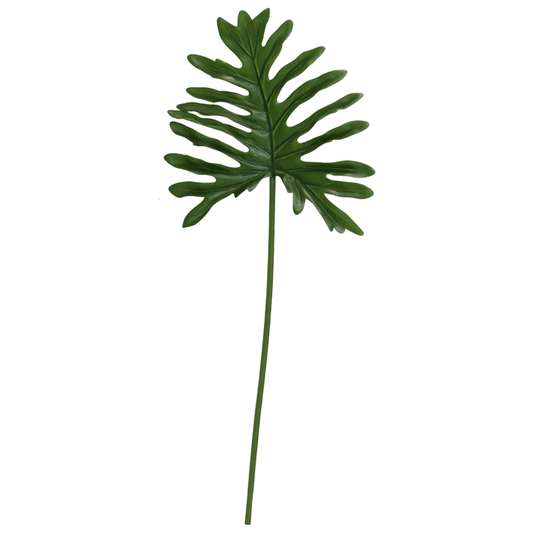 Follaje Hoja de Filodendro