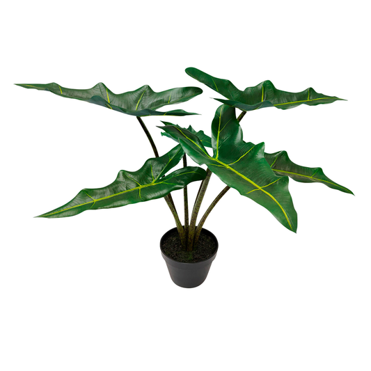Maceta Alocasia