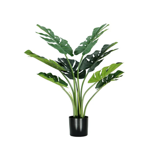 Monstera A70