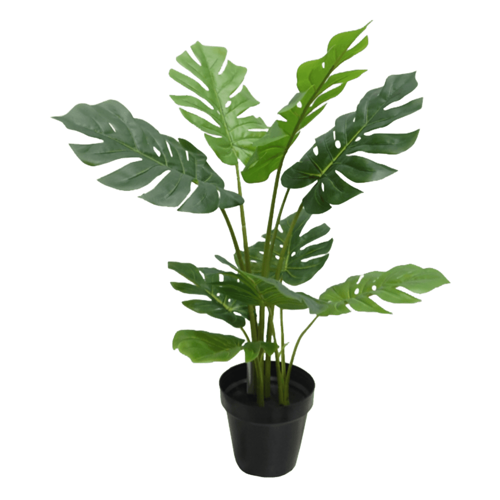 Monstera Chica