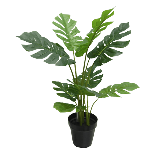 Monstera Chica