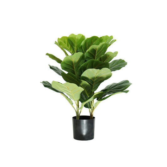 Pandurata A50