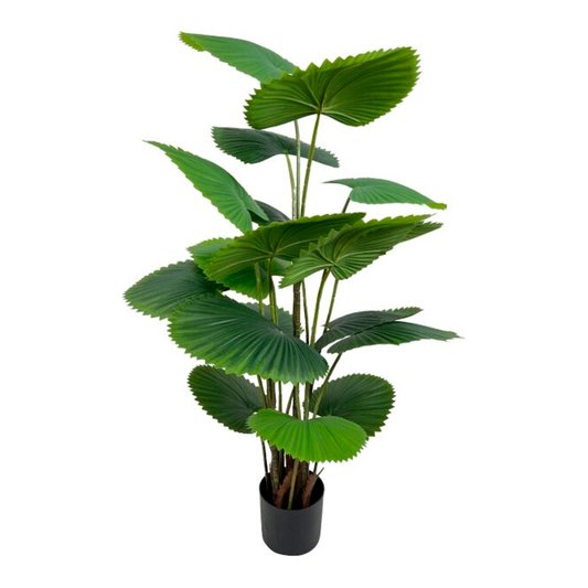Planta Decorativa Licuala