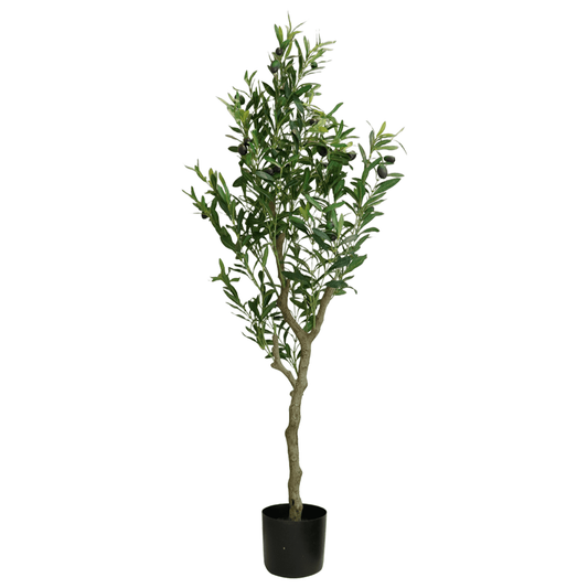 Planta Decorativa Eren