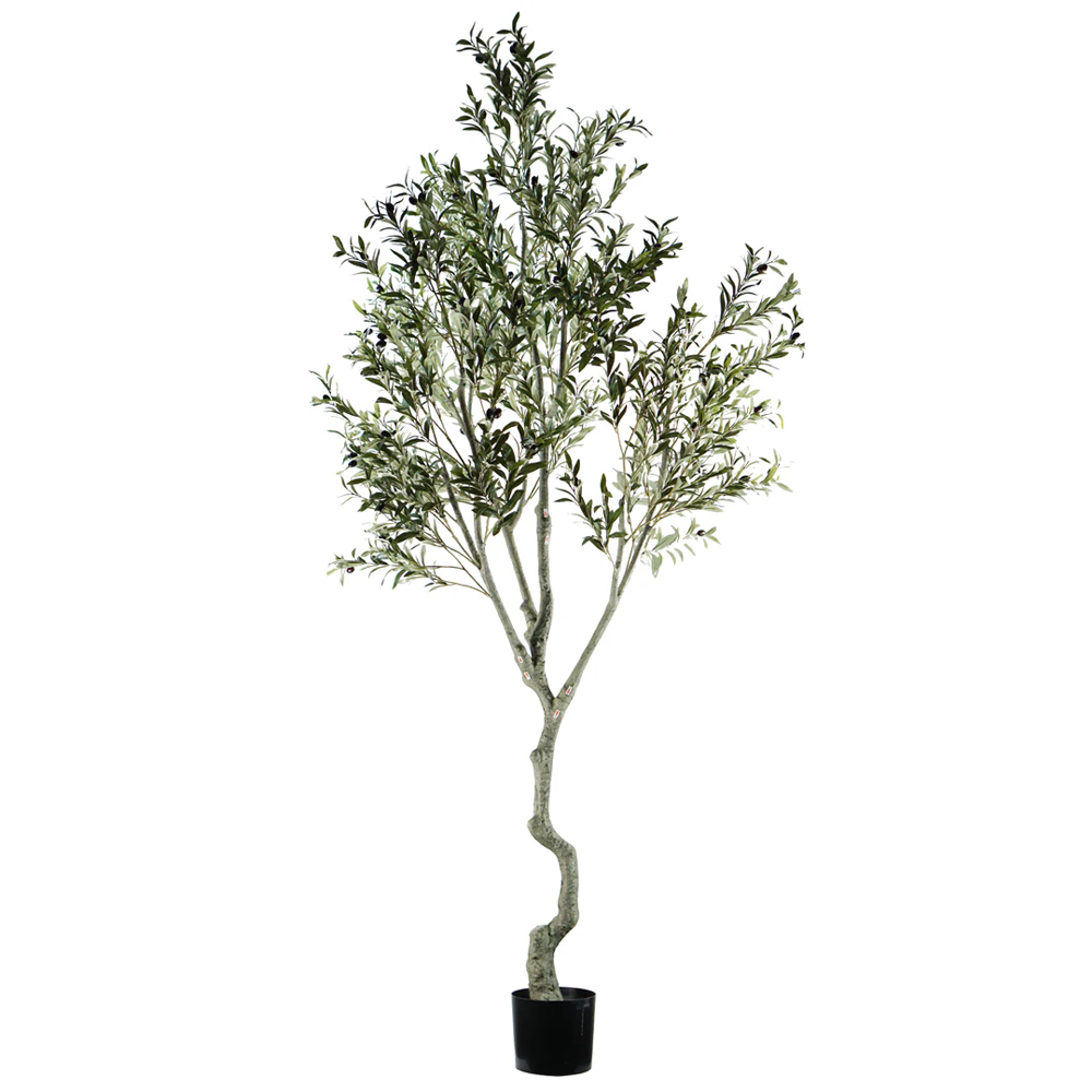 Árbol de Olivo A240