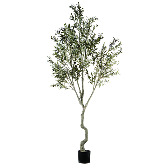 Árbol de Olivo A240