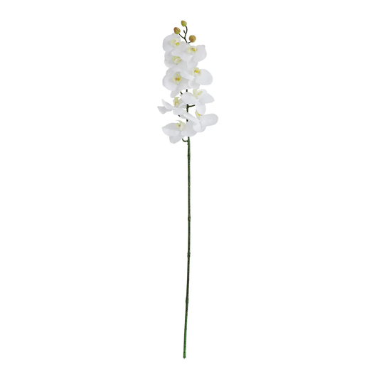 Ramillete de Orquídeas